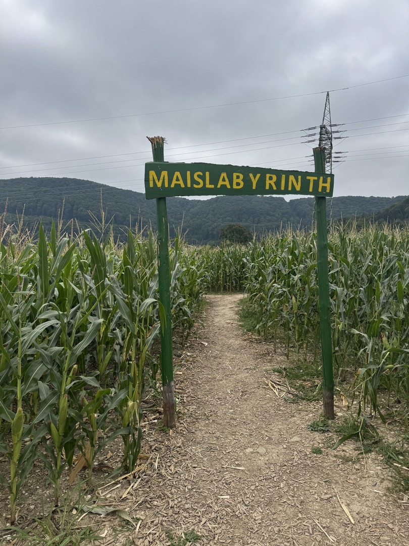 Maislabyrinth Sulzburghof - Galeriebild 12