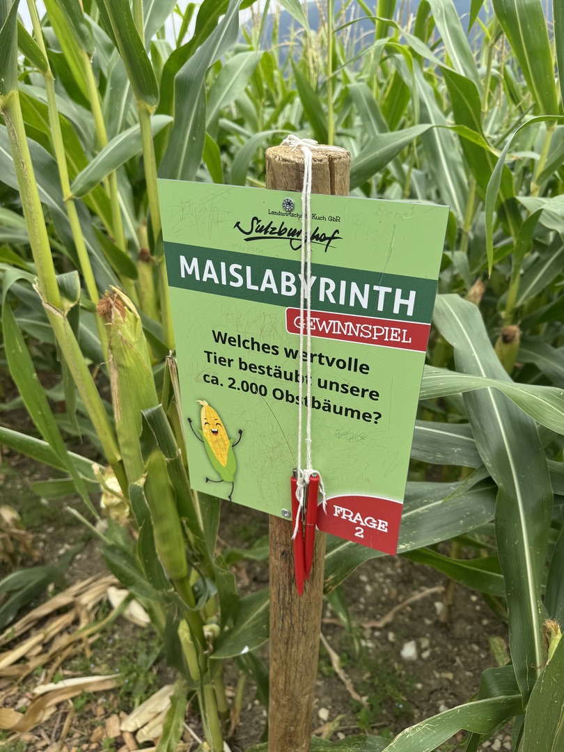 Maislabyrinth Sulzburghof - Galeriebild 14