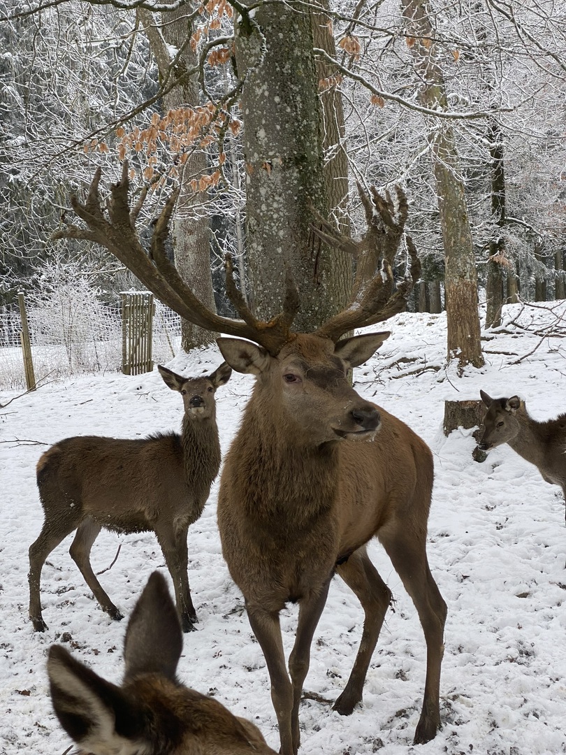 Wildgehege Laichingen - Galeriebild 4