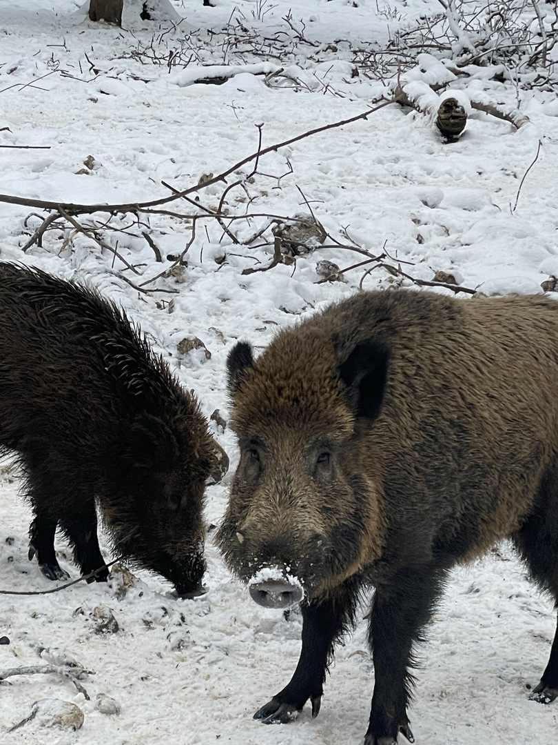 Wildgehege Laichingen - Galeriebild 10