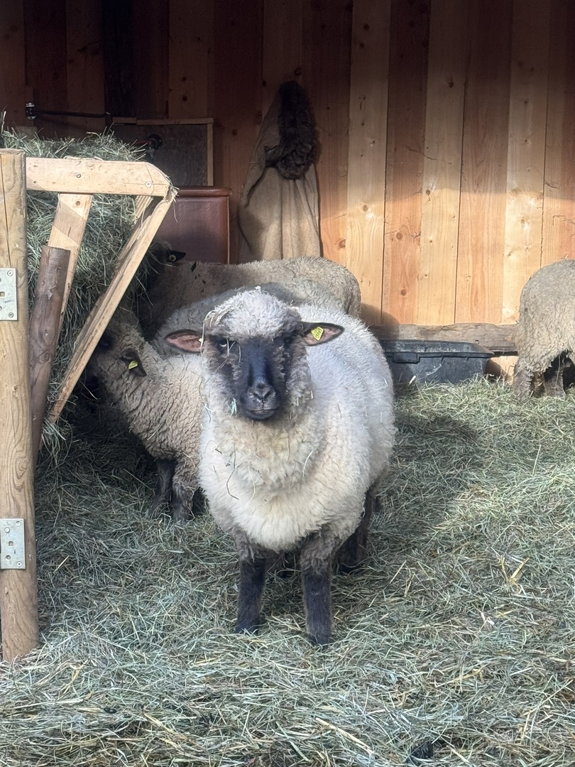 Tannenhof Kaplick - Galeriebild 1