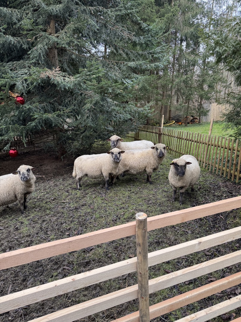 Tannenhof Kaplick - Galeriebild 8