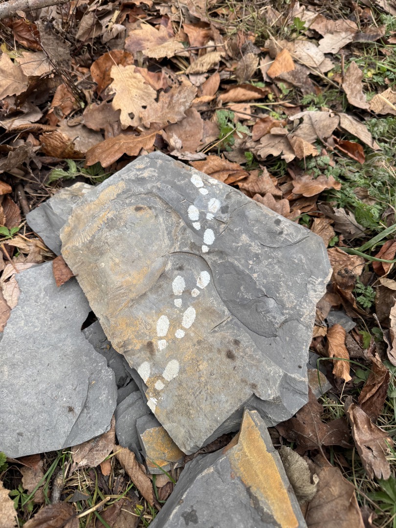 Bergwald Wichtelweg Ohmden 2024 - Galeriebild 11