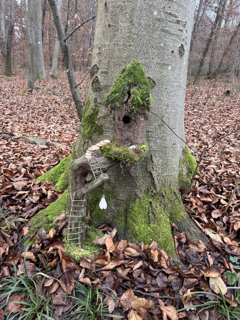 Bergwald Wichtelweg Ohmden 2024 - Galeriebild 14