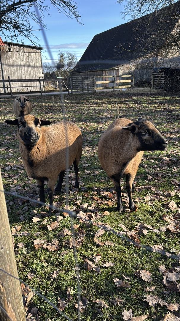 Wichtelweg bei Bauer Heini - Galeriebild 7
