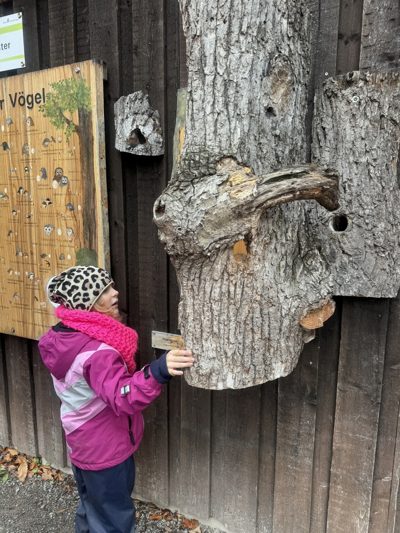 Vogelbeobachtungshaus Sindelfingen - Galeriebild 5