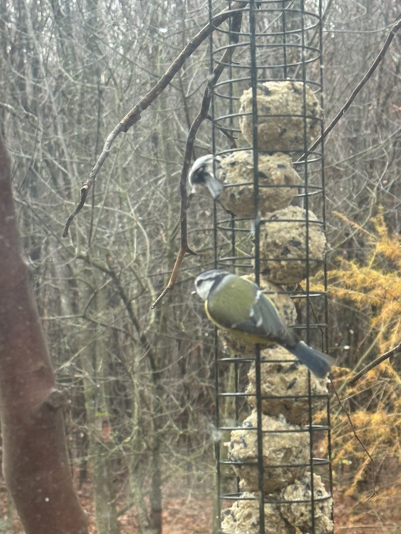 Vogelbeobachtungshaus Sindelfingen - Galeriebild 7