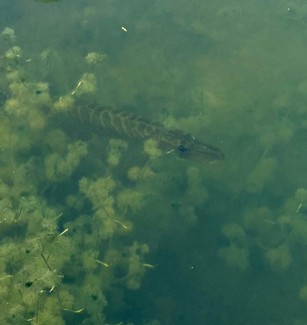 Hegau Camping - Galeriebild 8