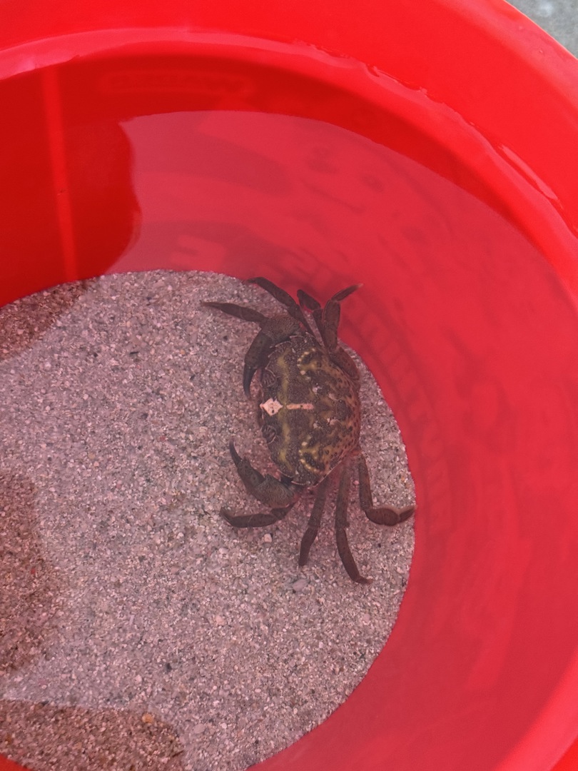 Campingplatz Le Bodri – Strandcamping auf Korsika - Galeriebild 27