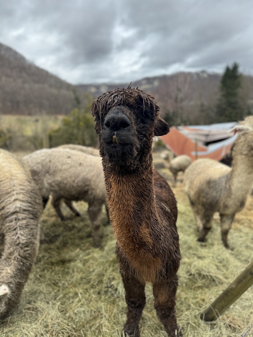 Märzenbecherpfad Bad Überkingen – Erlebnisweg für Familien - Galeriebild 12
