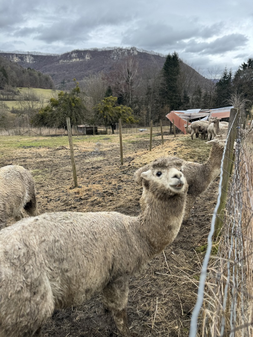 Märzenbecherpfad Bad Überkingen – Erlebnisweg für Familien - Galeriebild 28