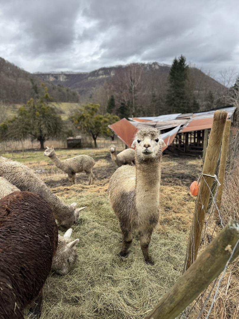Märzenbecherpfad Bad Überkingen – Erlebnisweg für Familien - Galeriebild 10
