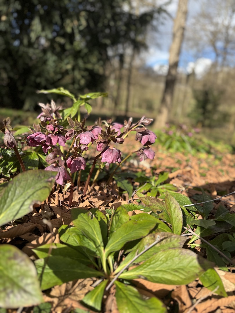 Krokusspaziergang & Schloss Hohenheim mit Familie erleben - Galeriebild 3