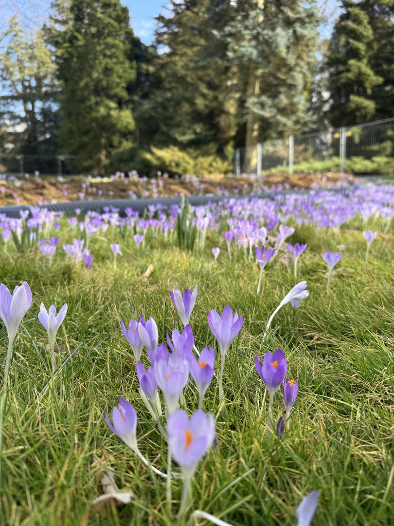 Krokusspaziergang & Schloss Hohenheim mit Familie erleben - Galeriebild 6
