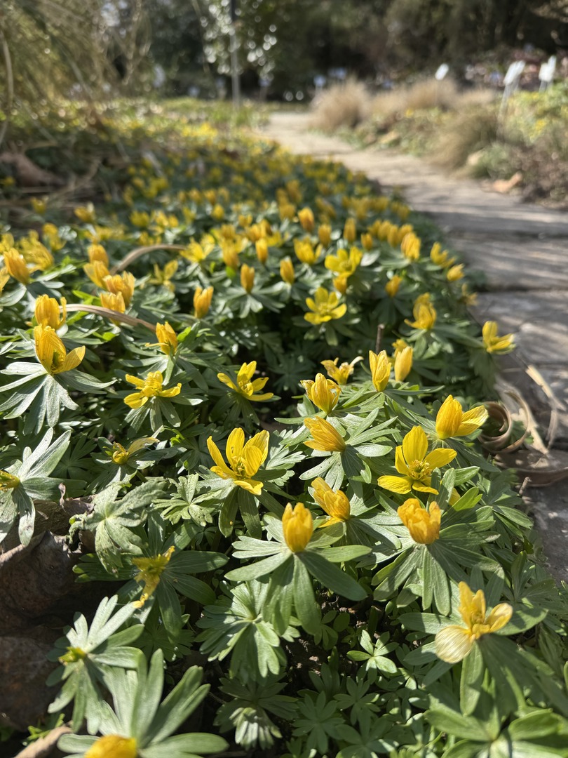 Krokusspaziergang & Schloss Hohenheim mit Familie erleben - Galeriebild 7