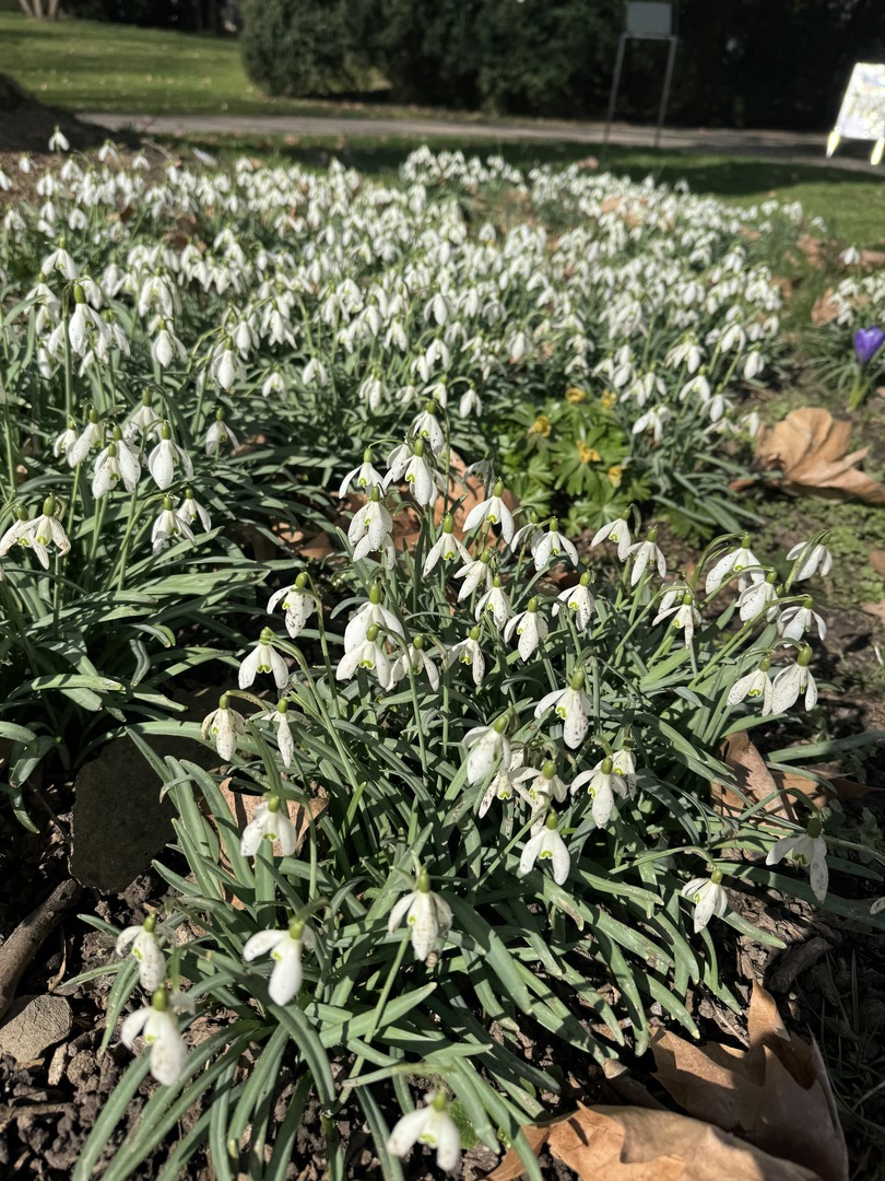 Krokusspaziergang & Schloss Hohenheim mit Familie erleben - Galeriebild 8