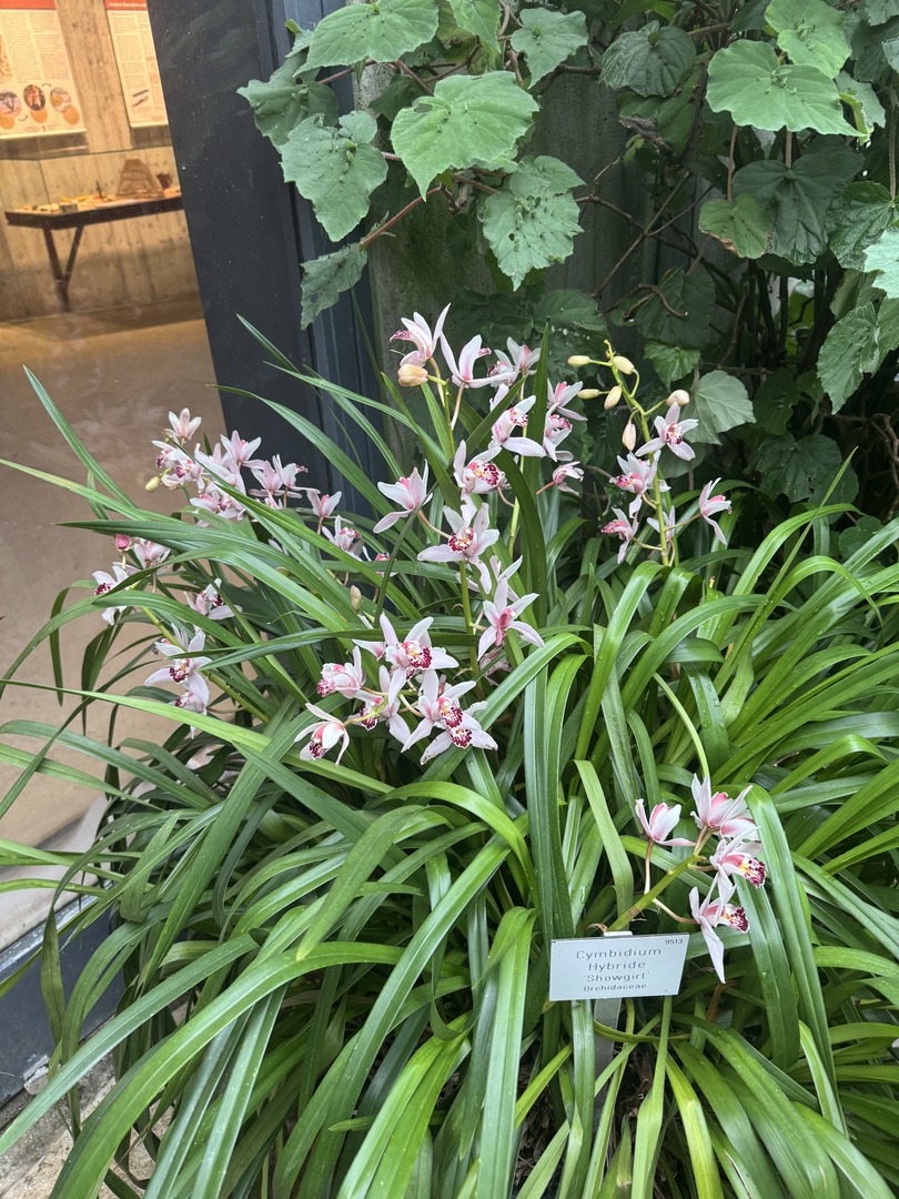 Botanischer Garten Tübingen – Tropenhäuser - Galeriebild 2