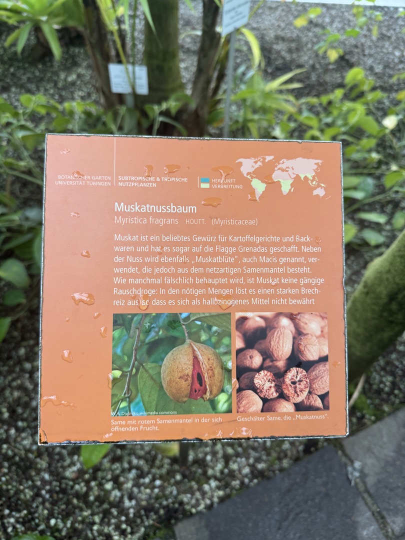 Botanischer Garten Tübingen – Tropenhäuser - Galeriebild 11