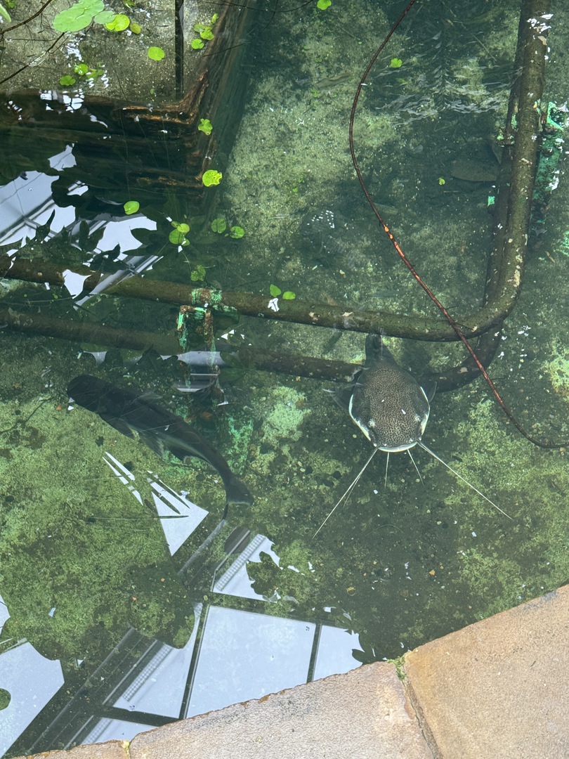 Botanischer Garten Tübingen – Tropenhäuser - Galeriebild 12