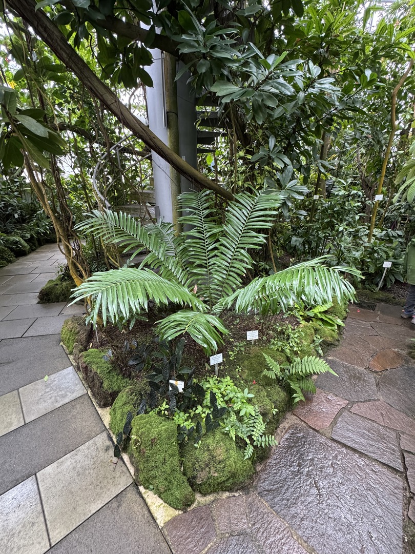Botanischer Garten Tübingen – Tropenhäuser - Galeriebild 13