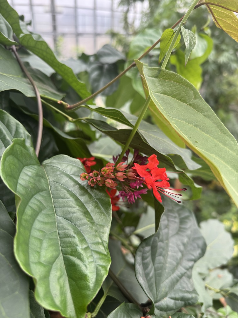 Botanischer Garten Tübingen – Tropenhäuser - Galeriebild 14