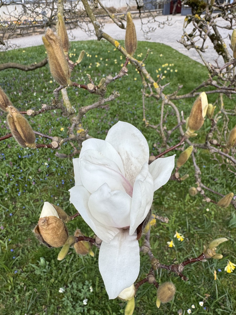 Botanischer Garten Tübingen – Tropenhäuser - Galeriebild 18