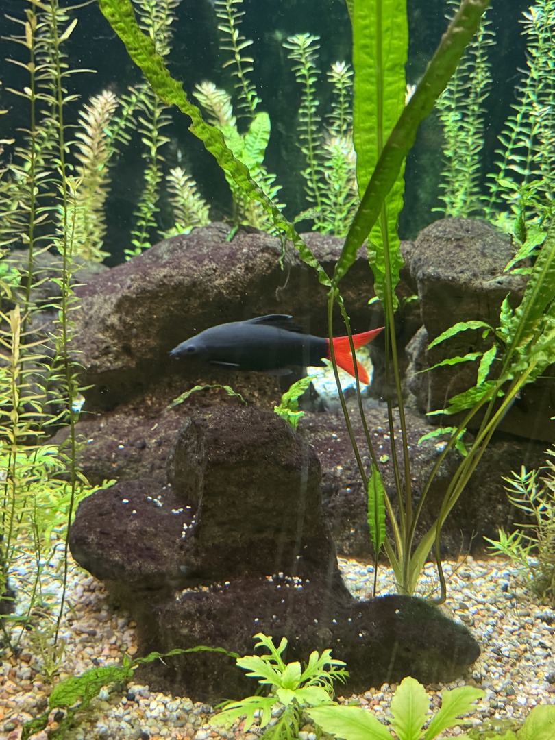 Botanischer Garten Tübingen – Tropenhäuser - Galeriebild 3