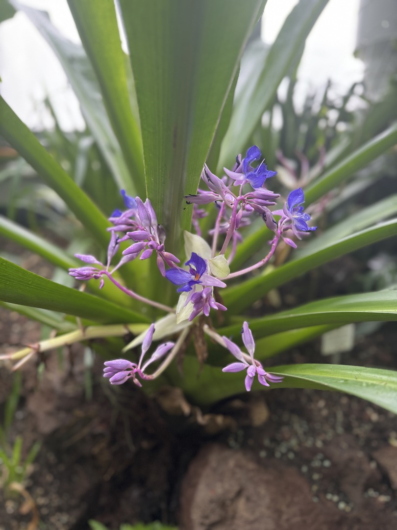 Botanischer Garten Tübingen – Tropenhäuser - Galeriebild 5