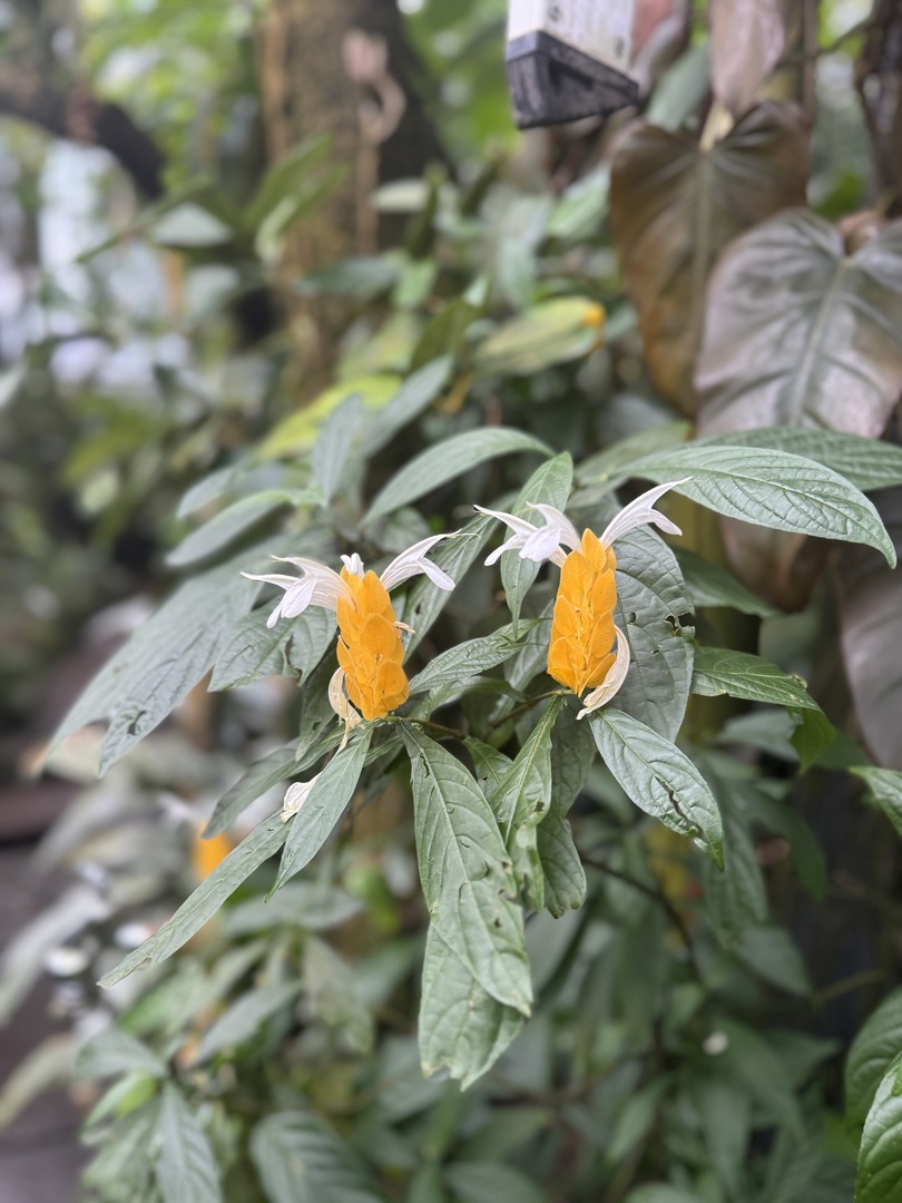 Botanischer Garten Tübingen – Tropenhäuser - Galeriebild 7