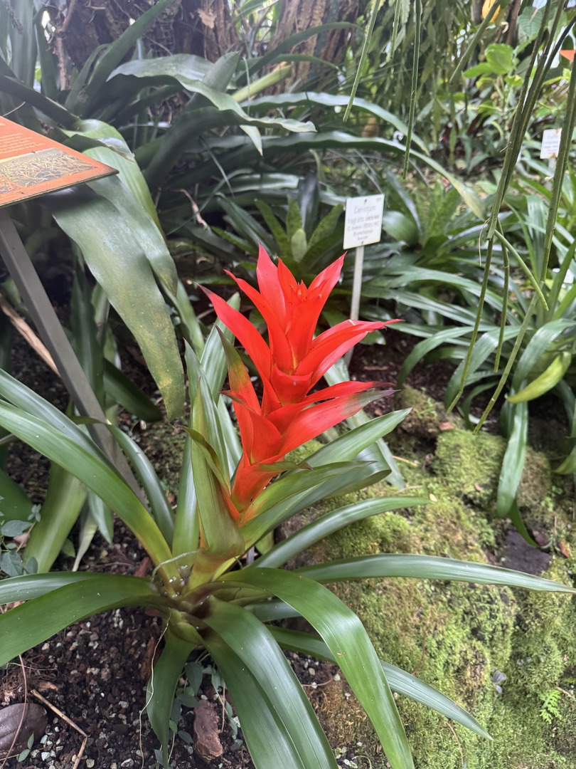 Botanischer Garten Tübingen – Tropenhäuser - Galeriebild 8