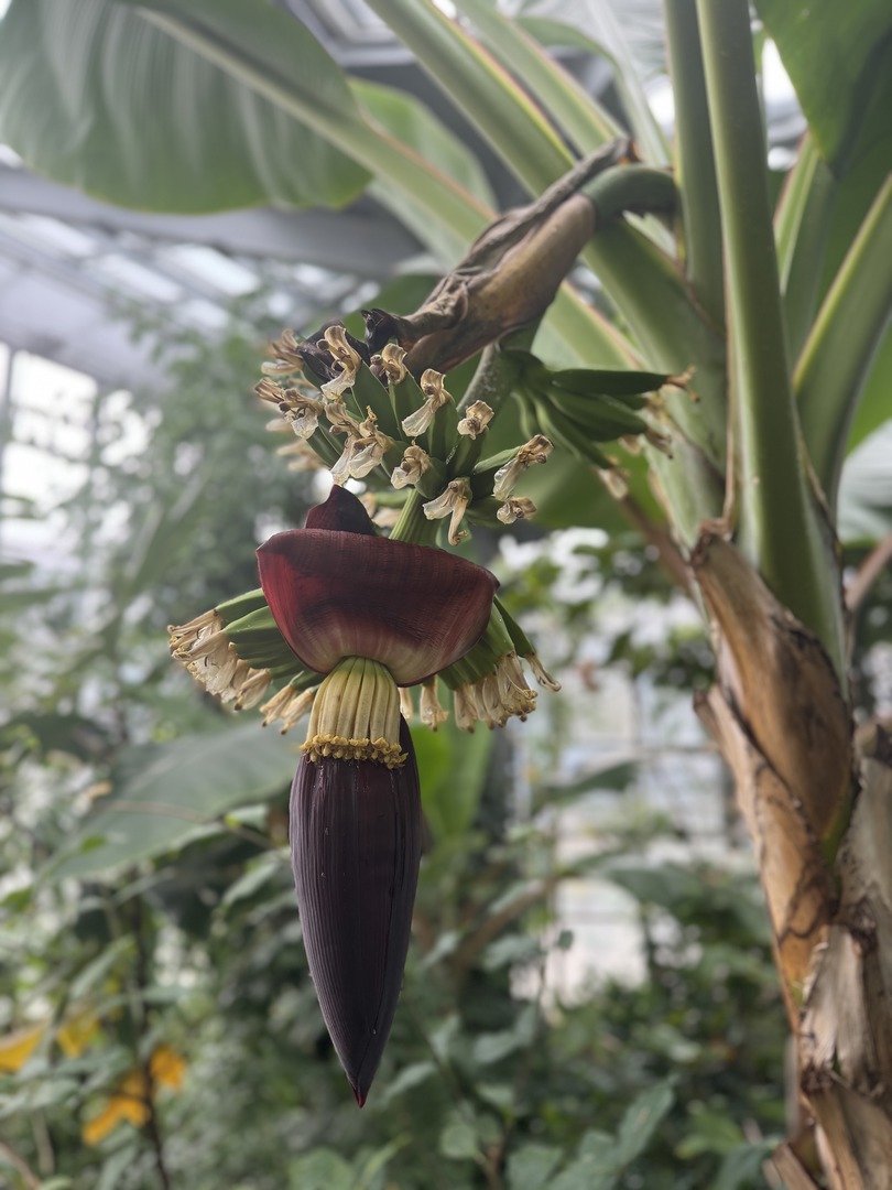 Botanischer Garten Tübingen – Tropenhäuser - Galeriebild 9