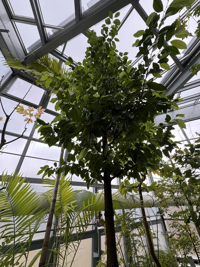 Botanischer Garten Tübingen – Tropenhäuser - Galeriebild 10