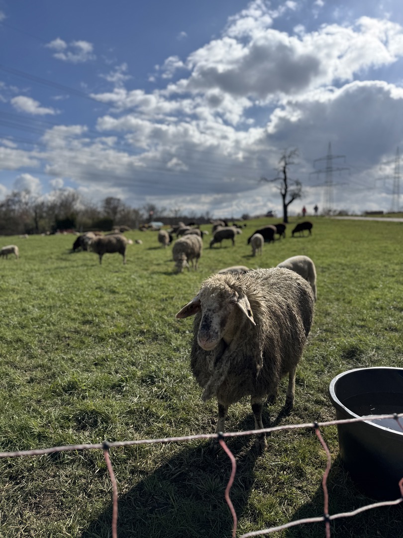 Osterpfad Aichschieß – Familienweg mit Mitmachstationen - Galeriebild 1