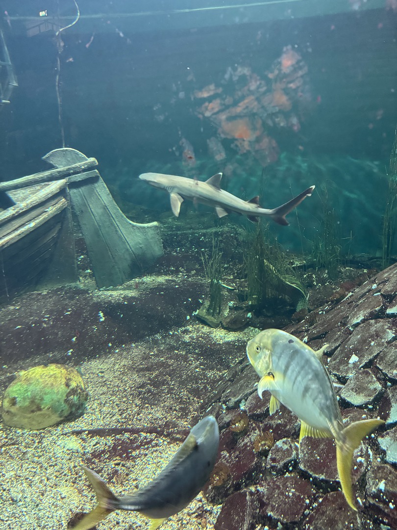 Deltapark Neeltje Jans: Erlebnispark & Sturmflut hautnah - Galeriebild 5