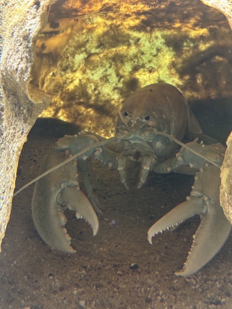 Deltapark Neeltje Jans: Erlebnispark & Sturmflut hautnah - Galeriebild 6