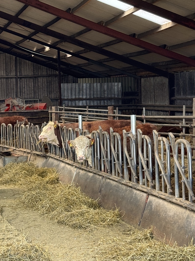 Käserei De Stolpe: Regionaler Genuss für die ganze Familie - Galeriebild 5
