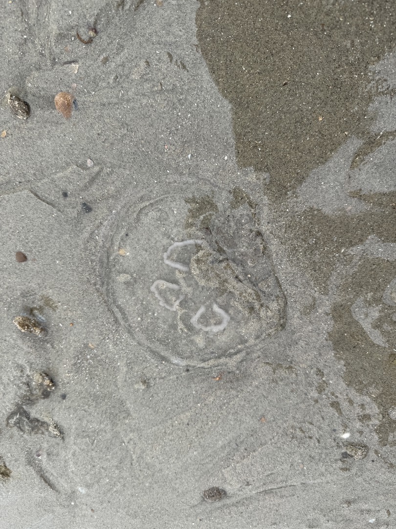 Strandspaziergang Renesse: Muscheln, Meer & Abenteuer - Galeriebild 4