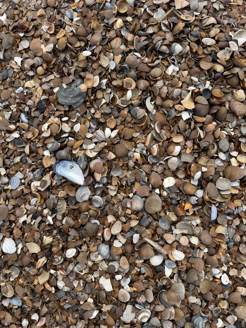Strandspaziergang Renesse: Muscheln, Meer & Abenteuer - Galeriebild 5