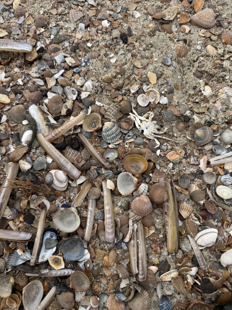 Strandspaziergang Renesse: Muscheln, Meer & Abenteuer - Galeriebild 6