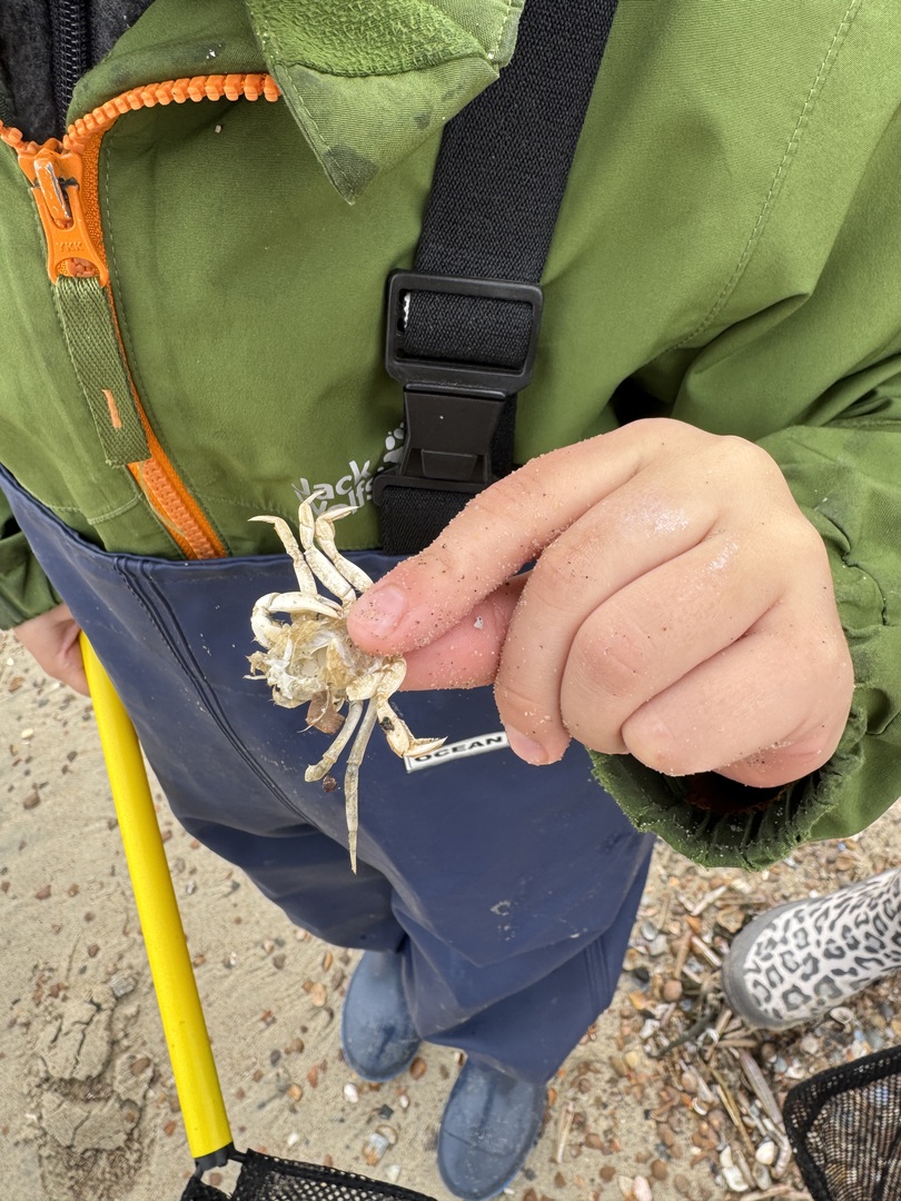 Strandspaziergang Renesse: Muscheln, Meer & Abenteuer - Galeriebild 7