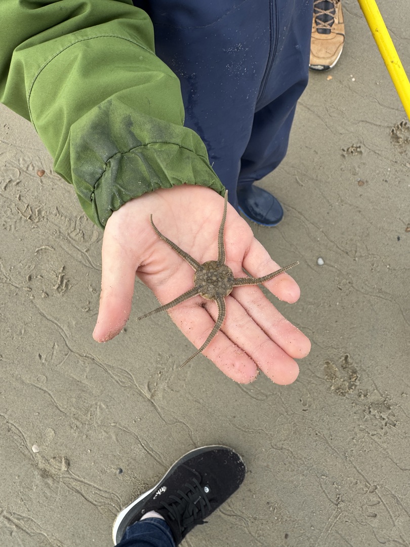 Strandspaziergang Renesse: Muscheln, Meer & Abenteuer - Galeriebild 9