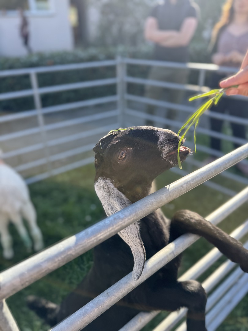 Mobile Pizza Nürtingen: Steinofen-Genuss unter freiem Himmel - Galeriebild 2
