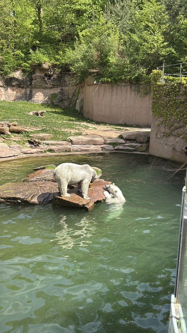 Tiergarten Nürnberg – Naturzoo & Familienparadies - Galeriebild 15