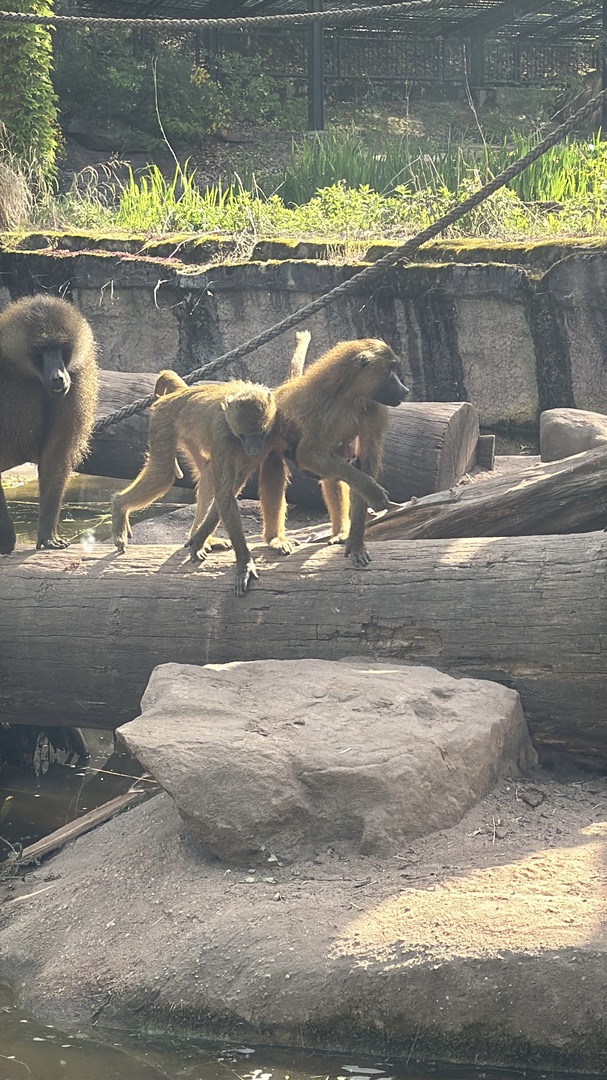 Tiergarten Nürnberg – Naturzoo & Familienparadies - Galeriebild 25