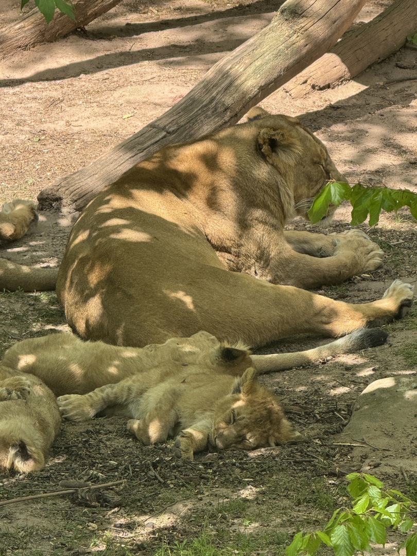 Tiergarten Nürnberg – Naturzoo & Familienparadies - Galeriebild 6