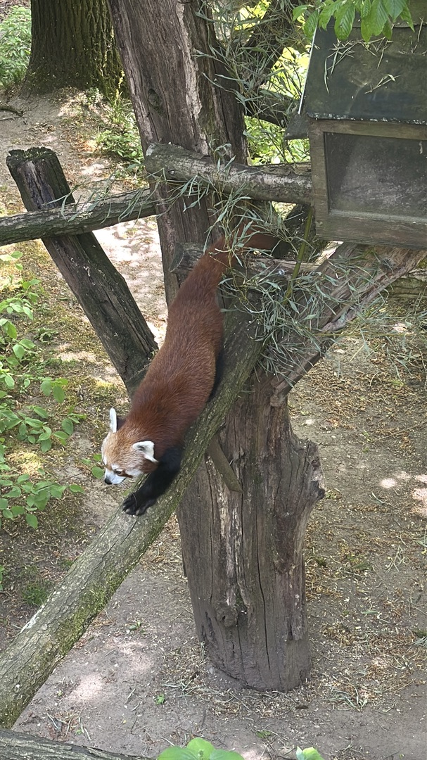 Tiergarten Nürnberg – Naturzoo & Familienparadies - Galeriebild 7