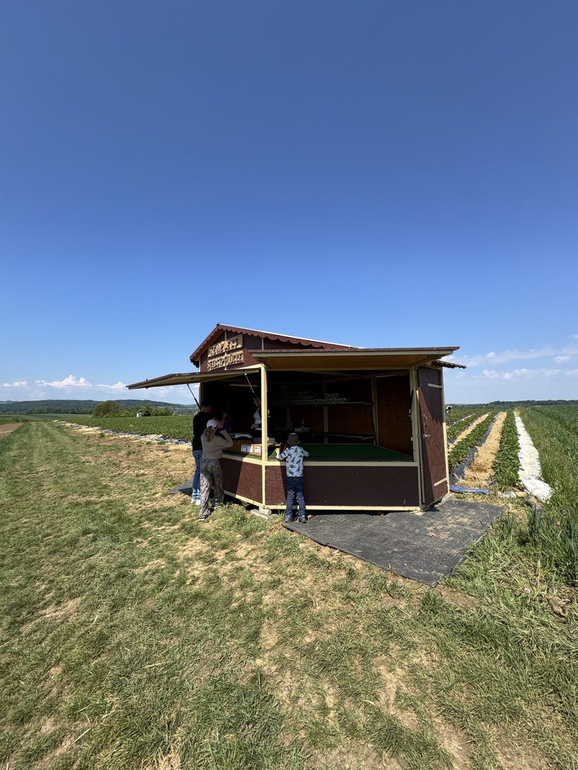 Erdbeerfeld Nürtingen-Raidwangen – Sommerfeeling für die ganze Familie - Galeriebild 1