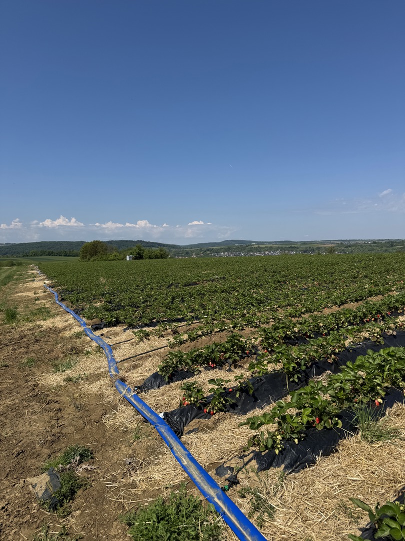 Erdbeerfeld Nürtingen-Raidwangen – Sommerfeeling für die ganze Familie - Galeriebild 3