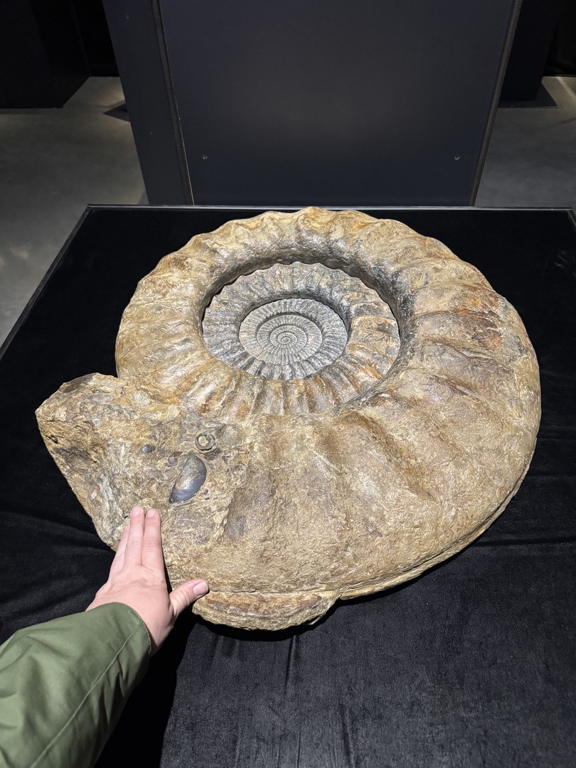 Dinosaurier Museum Altmühltal – Dino-Abenteuer für Familien Kurzbeschreibung - Galeriebild 8