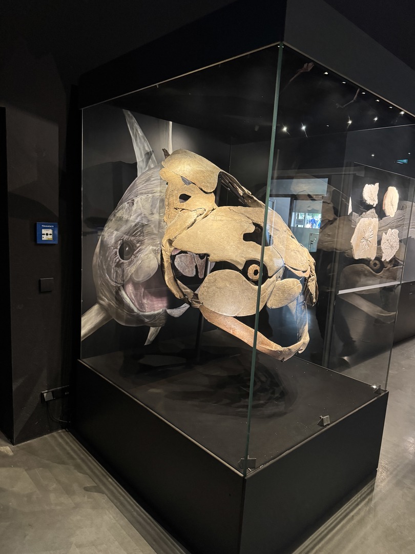 Dinosaurier Museum Altmühltal – Dino-Abenteuer für Familien Kurzbeschreibung - Galeriebild 9